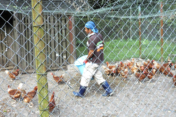 養鶏